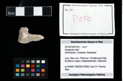 Foto (Objekt + Etikett) von Decapoda indet.  (NHMW-GEO-2014-0194-0150)